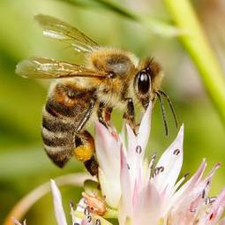Naklejka zbiory natura pyłek ogród zwierzę
