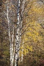 Fototapeta piękny brzoza wiejski drzewa pejzaż