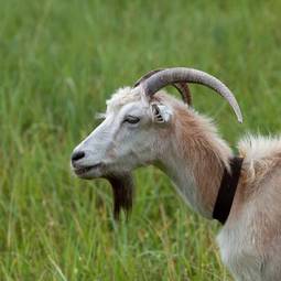Fotoroleta łąka pole zwierzę koza wioska