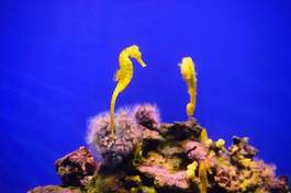 Fotoroleta koń podwodne ryba