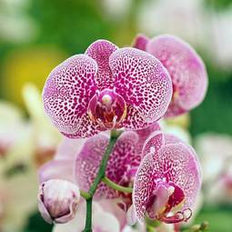Fotoroleta kwiat świeży ogród