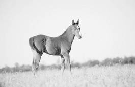 Fototapeta lato kucyk koń źrebak piękny
