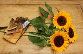 Naklejka kwiat słonecznik ciąć drewniany płatki