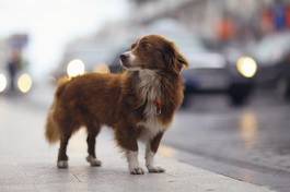 Plakat rudy pies na ulicy