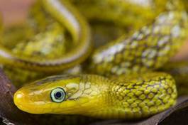 Fotoroleta wąż fauna zwierzę