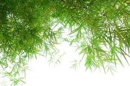 Obraz na płótnie świeży japoński drzewa piękny bambus