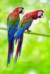 Fotoroleta dżungla natura zwierzę ptak