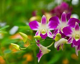 Plakat kwiat wzór orhidea storczyk natura