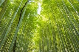 Fototapeta natura japoński spokojny