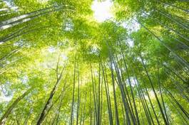 Plakat spokojny bambus rosa