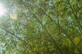 Naklejka bambus świeży wschód azja natura