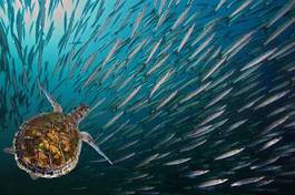 Fotoroleta rafa ławica żółw podwodne