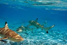 Fotoroleta egipt ryba malediwy
