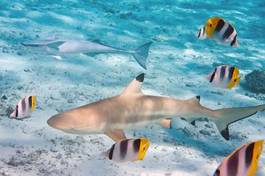 Fotoroleta egipt zwierzę rekin wyspa piękny