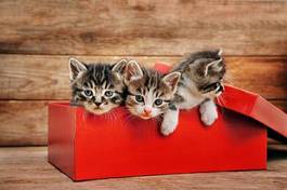 Naklejka kociaki w pudełku