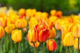 Obraz na płótnie kwiat tulipan ogród