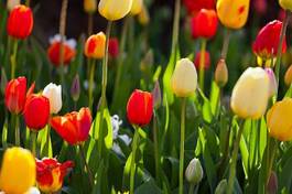 Obraz na płótnie tulipan natura pole roślina