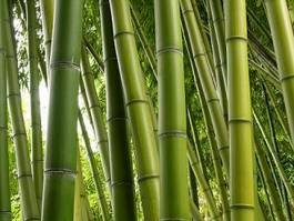 Naklejka las spokojny dżungla drzewa bambus