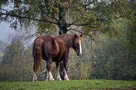 Fotoroleta klacz koń miłość jeździectwo