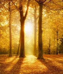 Fototapeta krajobraz drzewa słońce polana jesień