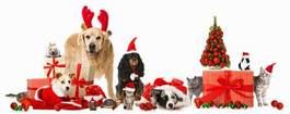 Fototapeta Święta bożego narodzenia z psami