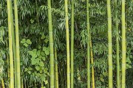 Fotoroleta natura bambus roślina poziomy nikt