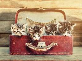 Fototapeta kociaki w rustykalnej walizce