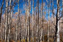 Obraz na płótnie wzór drzewa panorama las bezdroża