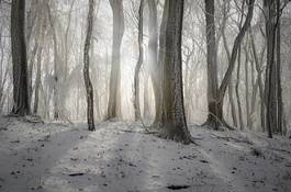 Naklejka lód drzewa las piękny dziki