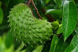 Fotoroleta wyspa owoc tropikalny roślina