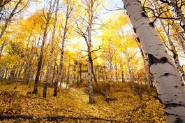 Fotoroleta brzoza jesień góra natura