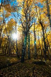 Naklejka las jesień natura góra