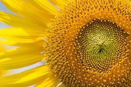 Fototapeta rolnictwo lato piękny kwiat pyłek