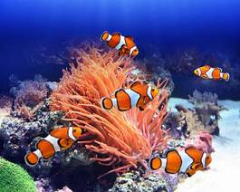 Fototapeta rafa koral podwodne tropikalny