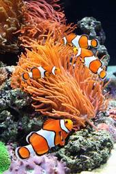 Fotoroleta morze koral dziki