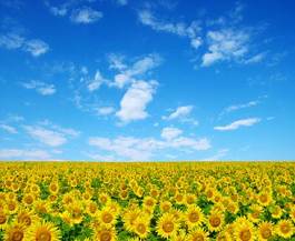 Plakat natura ogród słonecznik niebo kwiat