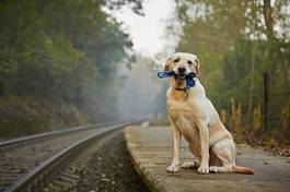 Obraz na płótnie pies na stacji kolejowej