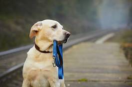 Obraz na płótnie ładny pies peron labrador