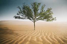 Naklejka pustynia drzewa roślina oaza natura