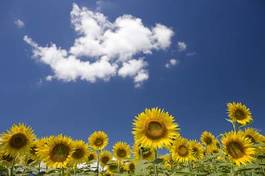 Naklejka kwiat słonecznik lato pole błękitne niebo