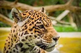 Naklejka ameryka piękny safari dżungla jaguar