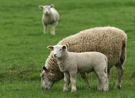 Fotoroleta natura owca trawa