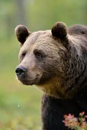 Naklejka niedźwiedź portret natura mężczyzna ssak