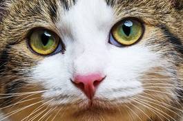 Obraz na płótnie kocie oczy