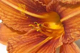 Fotoroleta jedzenie kwiat natura liliowiec czerwony