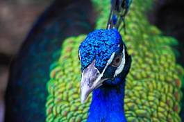 Fotoroleta ładny wzór piękny zwierzę ptak