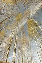 Naklejka krajobraz retro las polana jesień