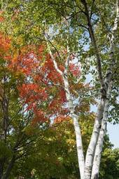 Fototapeta obraz brzoza natura jesień
