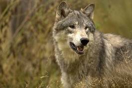 Obraz na płótnie piękny zwierzę natura bezdroża wilk