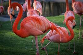 Obraz na płótnie europa zwierzę wieś flamingo natura